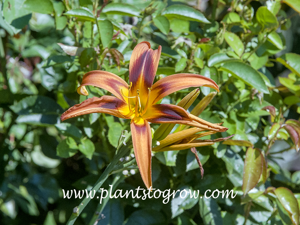 Tiger Eye Daylily
34 inches tall
bronze orange spider 
early mid season
extended bloom
Reed, 1994